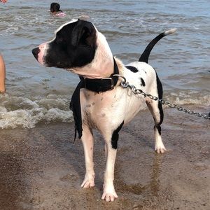 Meet your Posher, Reyna